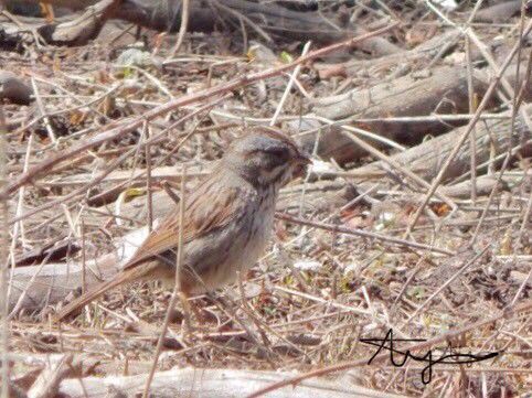 Lincoln's Sparrow